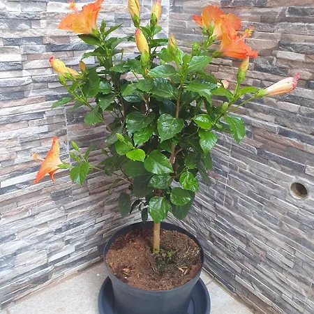 Modern, Stylish & Comfortable 3 Bedroom With Jacuzzi, Aquarium And Private Yard With Barbeque *