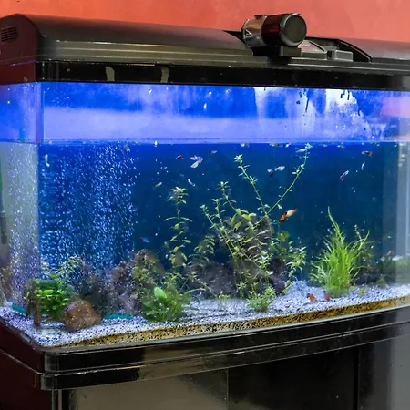 شقة Modern, Stylish & Comfortable 3 Bedroom With Jacuzzi, Aquarium And Large Private Yard With Barbeque المليحة